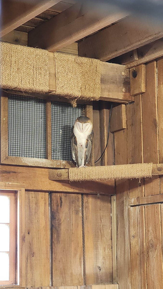 Robyn!~ 🔜 AC tweet media