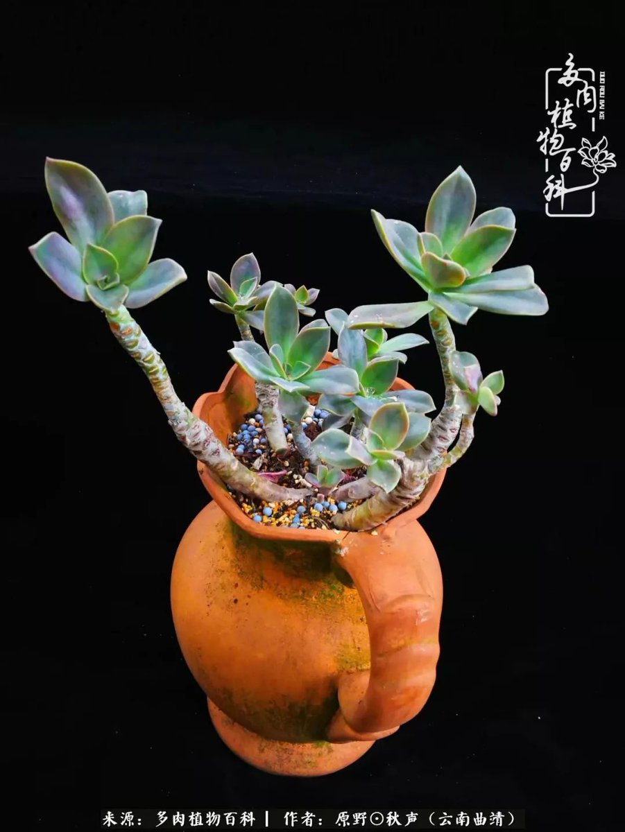 Michael Fidler tweet media