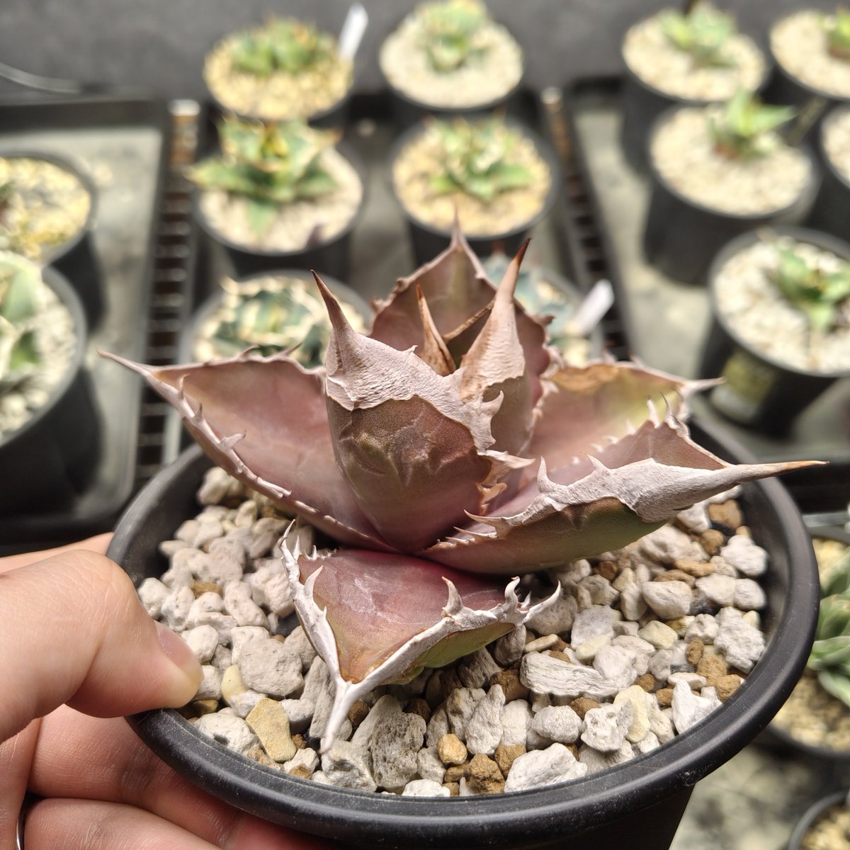 はちみつ tweet media