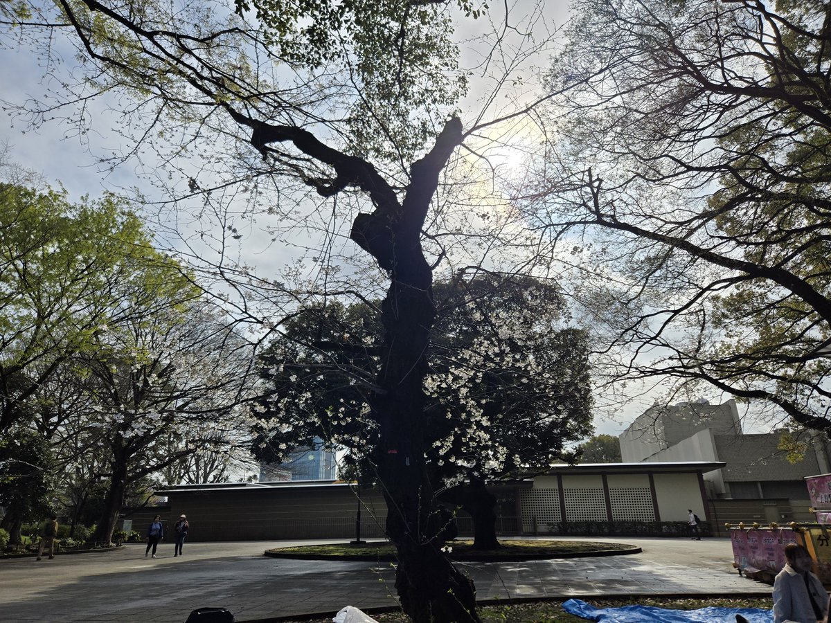 oosajilive's tweet photo. 花見の場所取り https://t.co/aER7t7kEFx