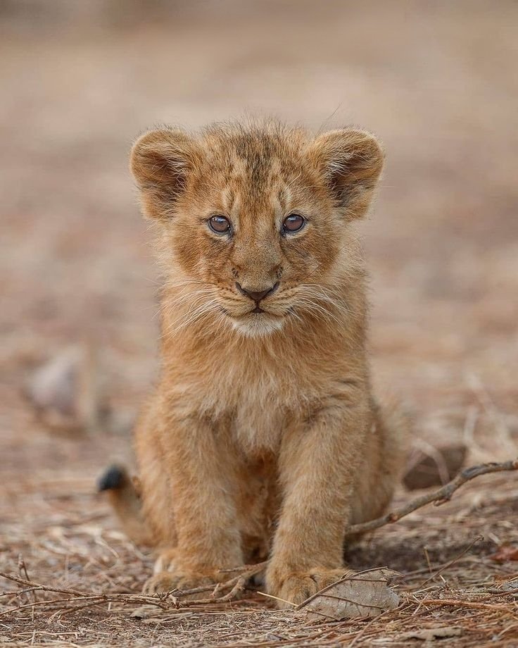 A tiny lion cub sits quietly, eyes full of curiosity and wonder.
Soft paws on dusty ground, it carries the promise of a future king.