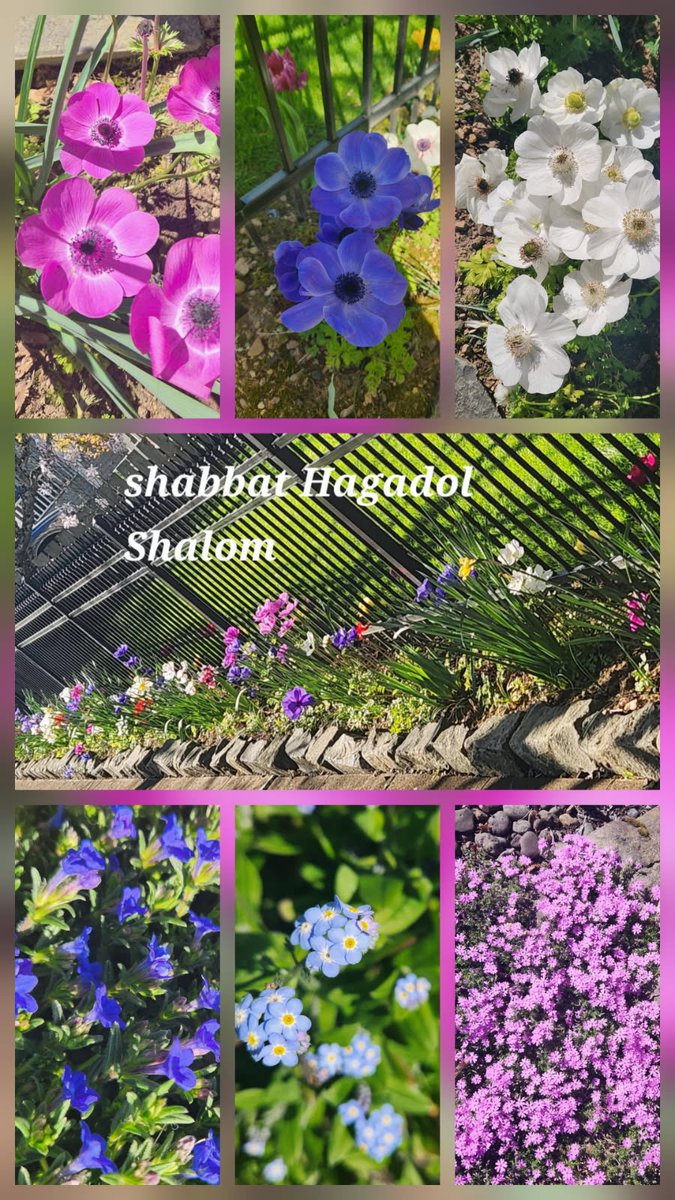 Just a Pilgrim tweet media