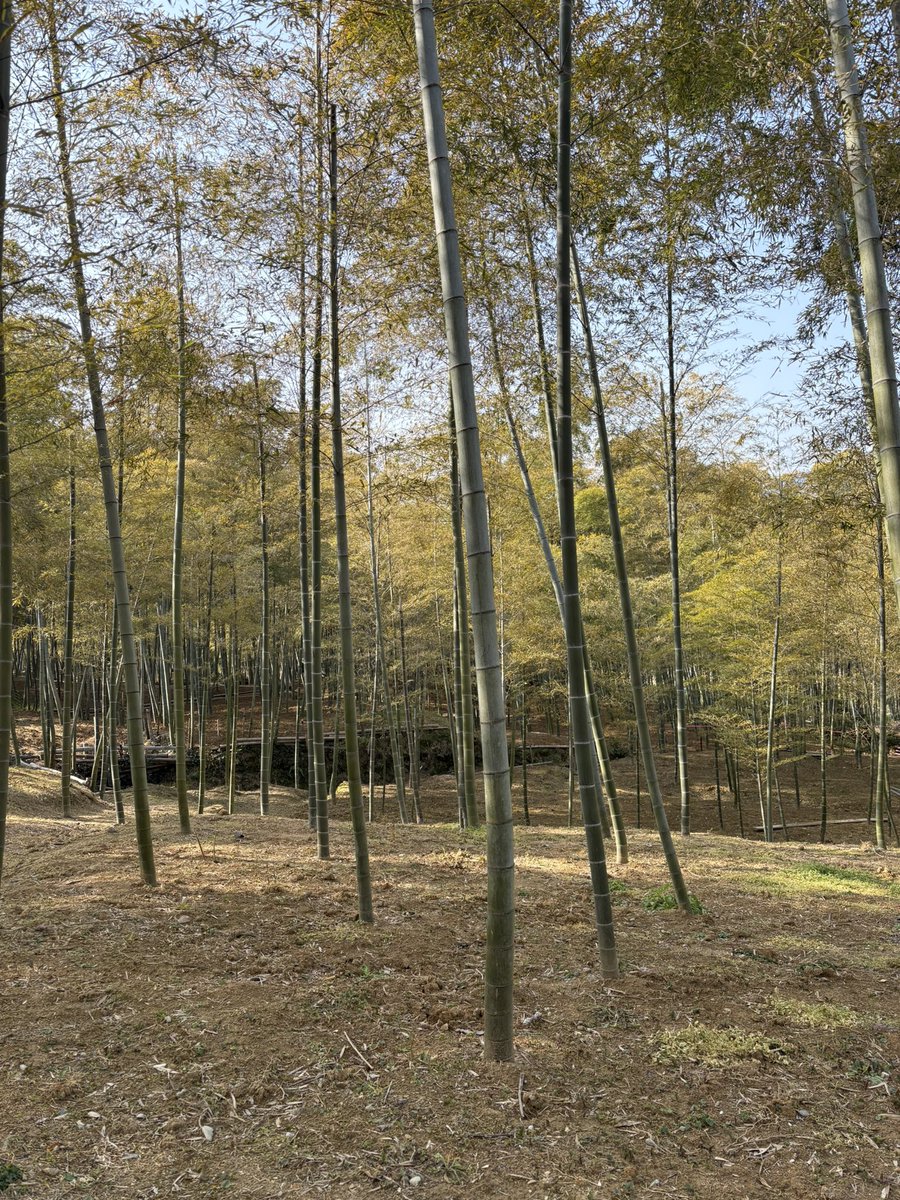 ゆあ-らんぼ tweet media