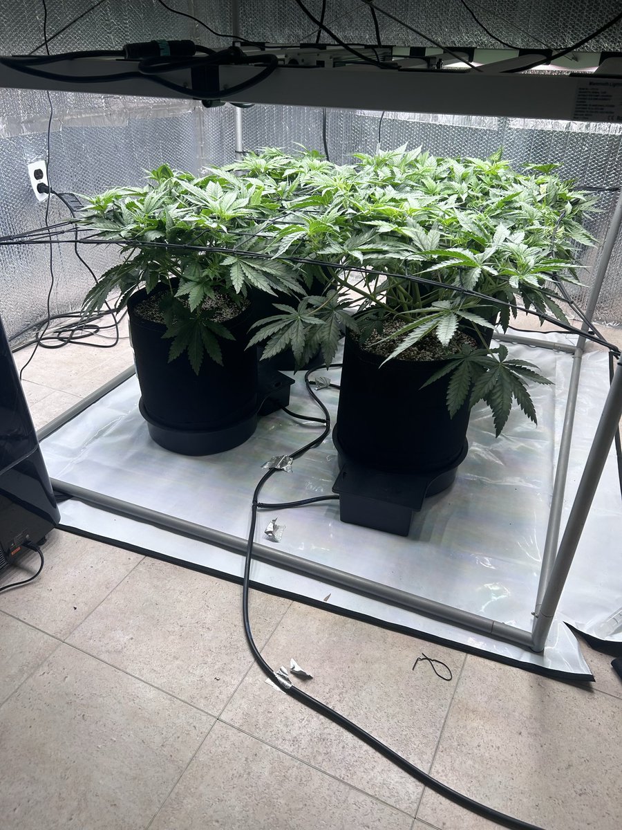 thecannalife420 tweet media