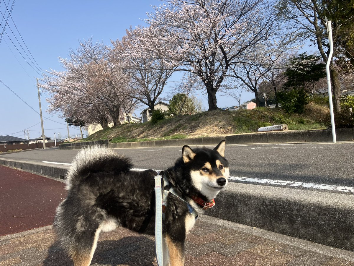 佐藤 大五郎 tweet media