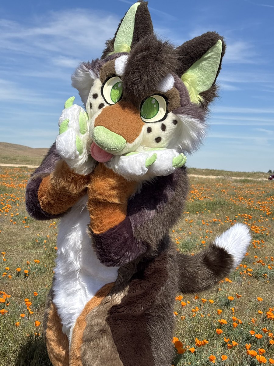 wemblepaws's tweet photo. Puppy in the poppies 🌼 dw we were very careful and did not step on any! #fursuitfriday https://t.co/JN9R8AXTES