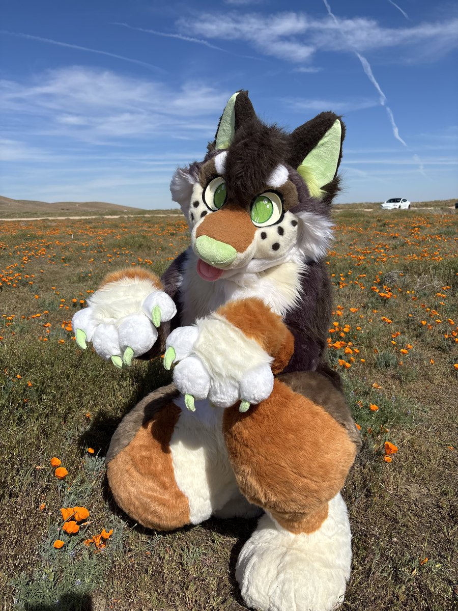 wemblepaws's tweet photo. Puppy in the poppies 🌼 dw we were very careful and did not step on any! #fursuitfriday https://t.co/JN9R8AXTES
