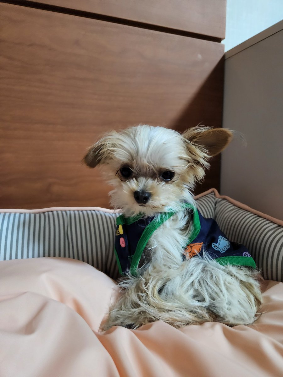 완두는완두 tweet media