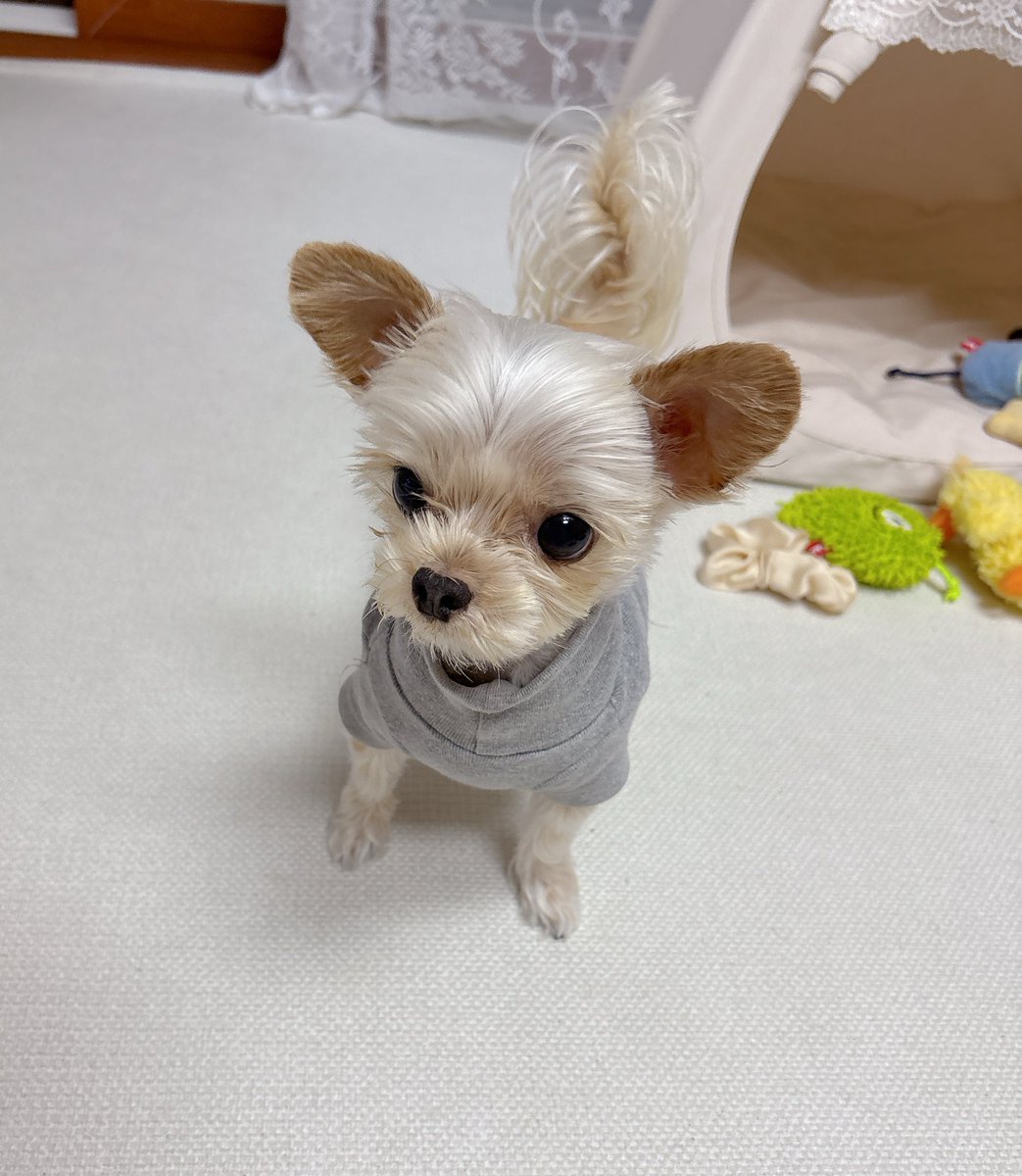 완두는완두 tweet media