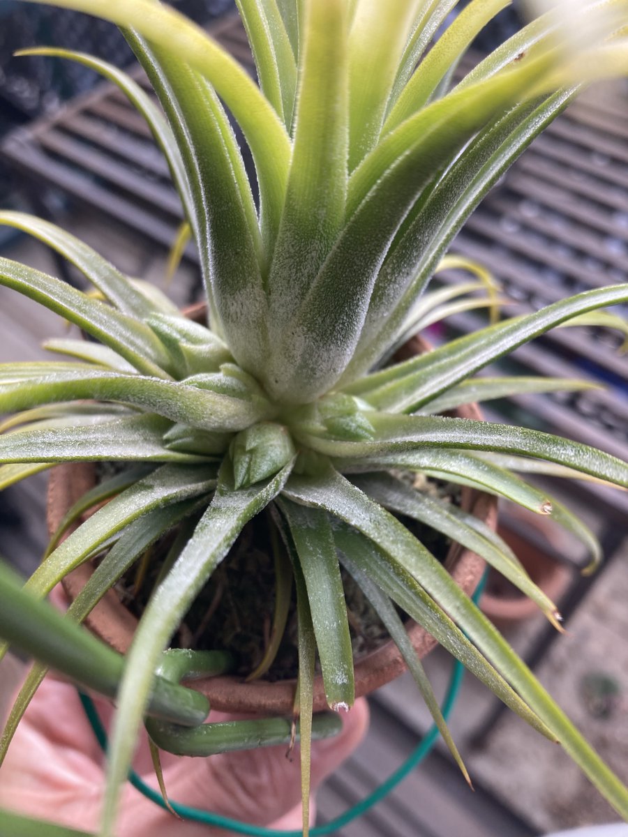 ソラリス タコ助 tweet media