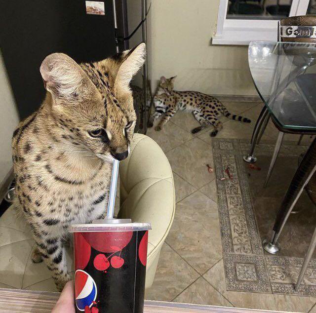 Jose Joestar 🇵🇸 tweet media