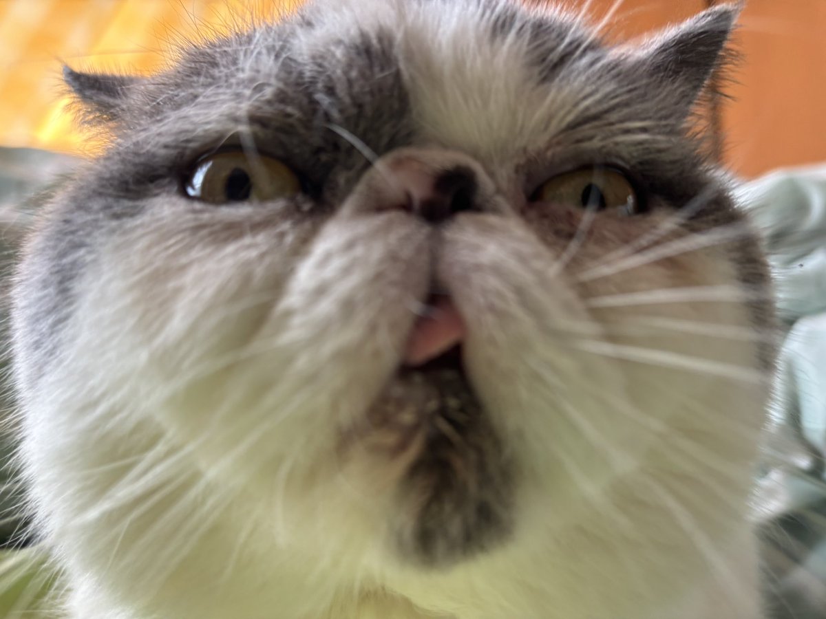 ぬこにゃん tweet media