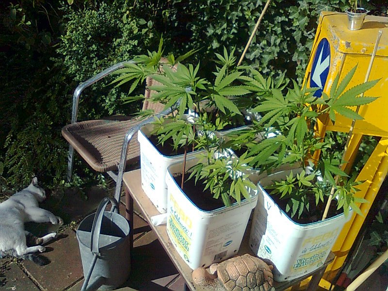 Musiklauw76🚜🎶🔊 tweet media