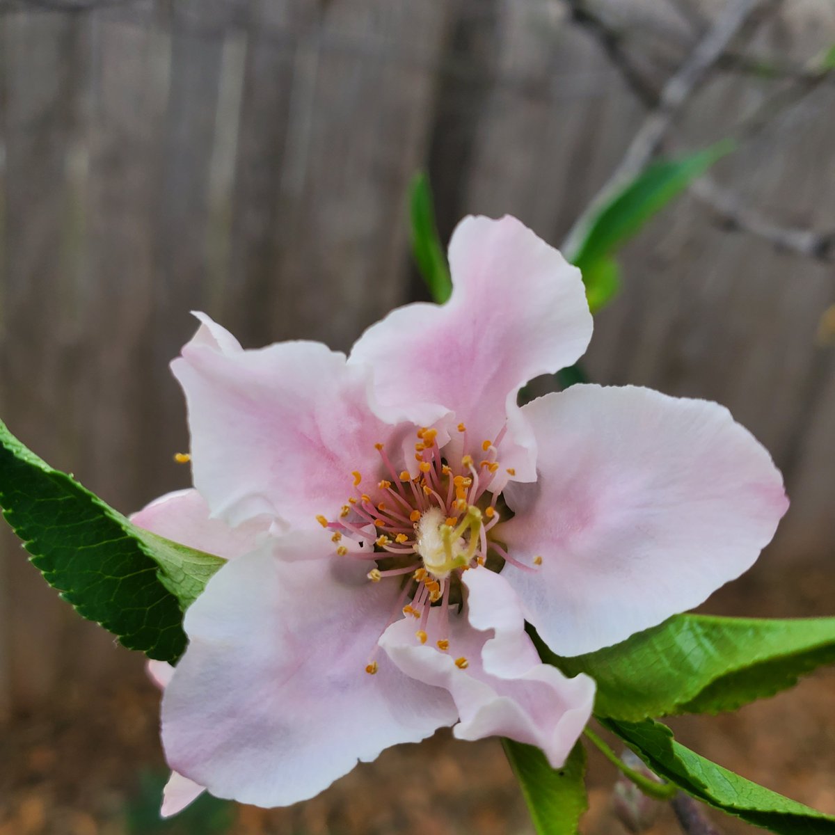 laughingbabel tweet media