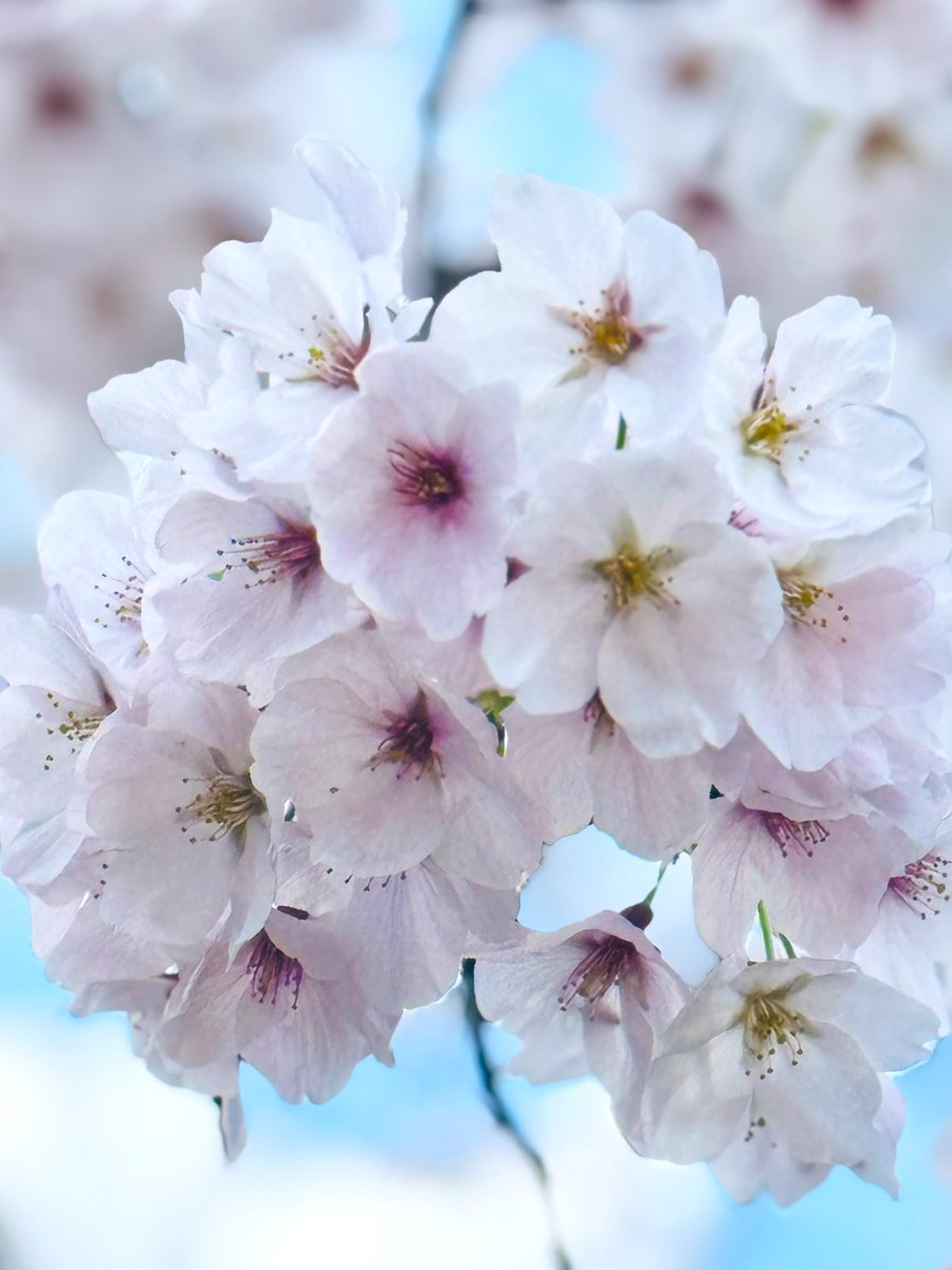 *𝚙𝚊𝚗𝚍𝚊*♥️🐾プチ写真館🧸優しい繋がりに心から感謝🫶🏻🩷 tweet media