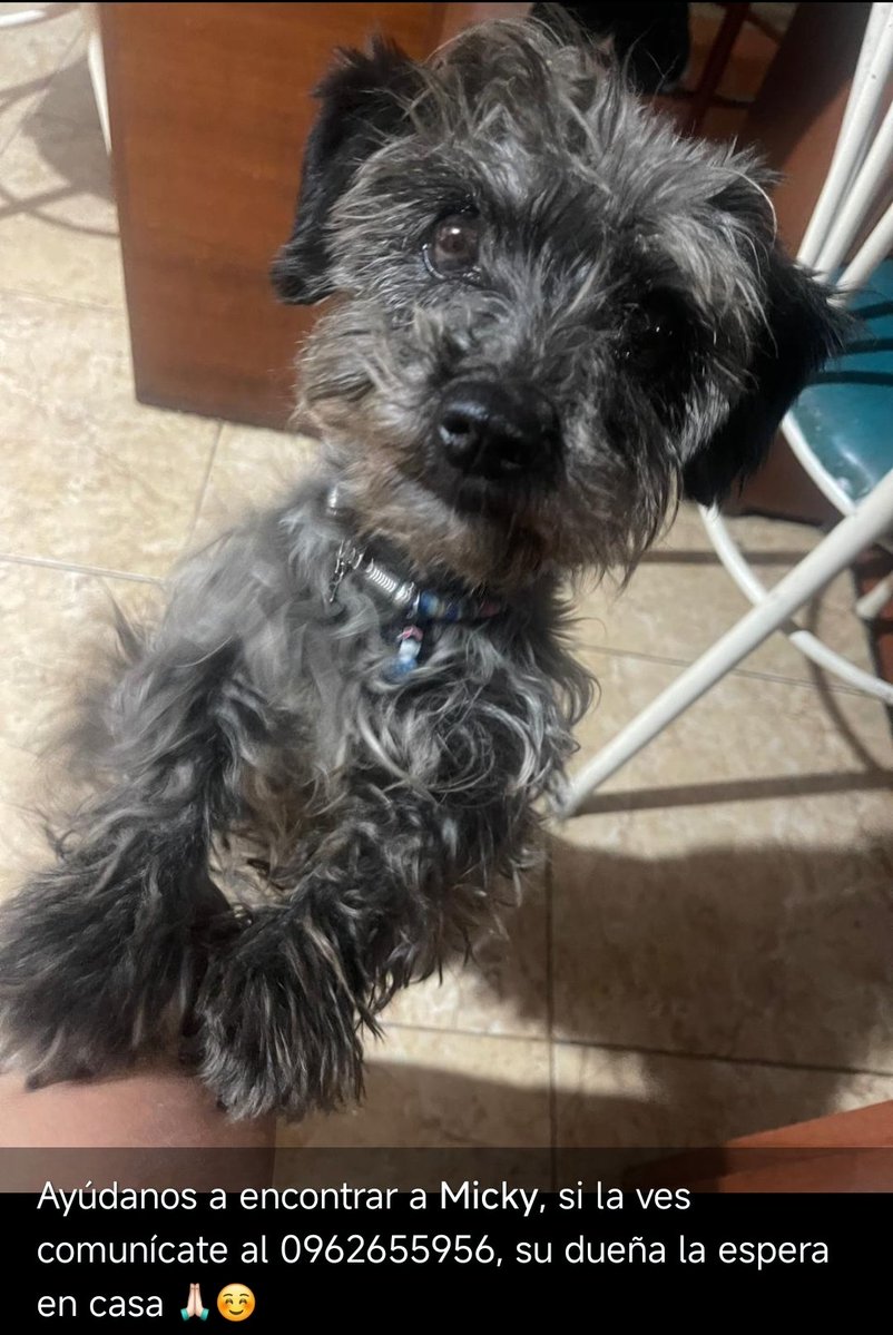 Jacobo García tweet media