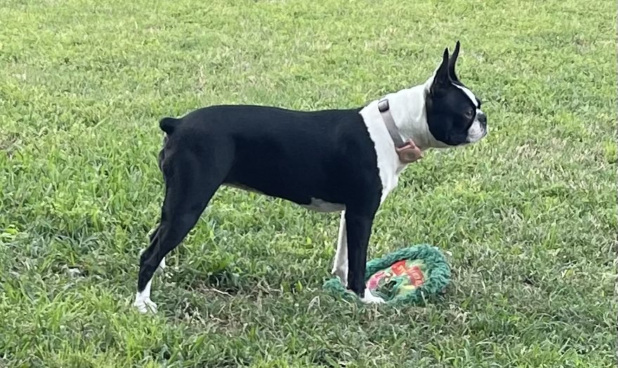 Penny Pie 🌈Stubby & Sugies🌈 tweet media