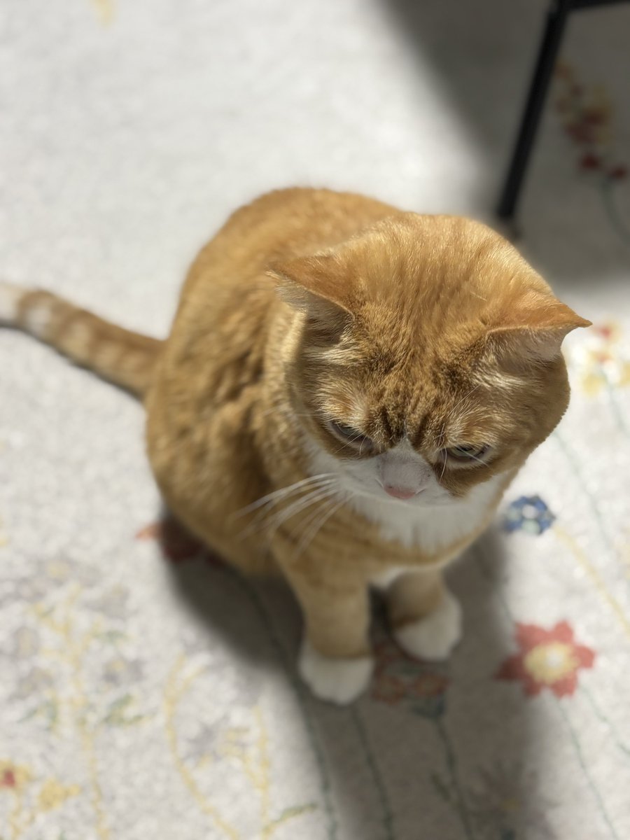 まんまるまんちかんのまる tweet media