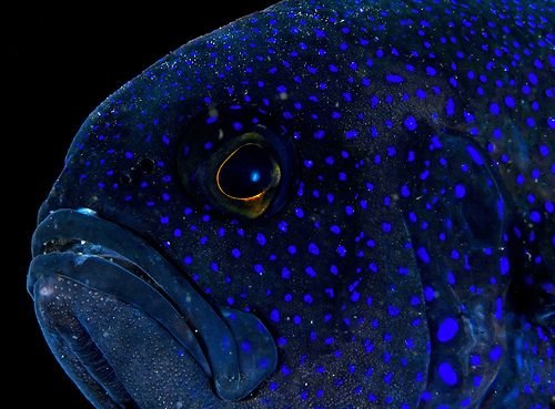 Blue Ocean tweet media