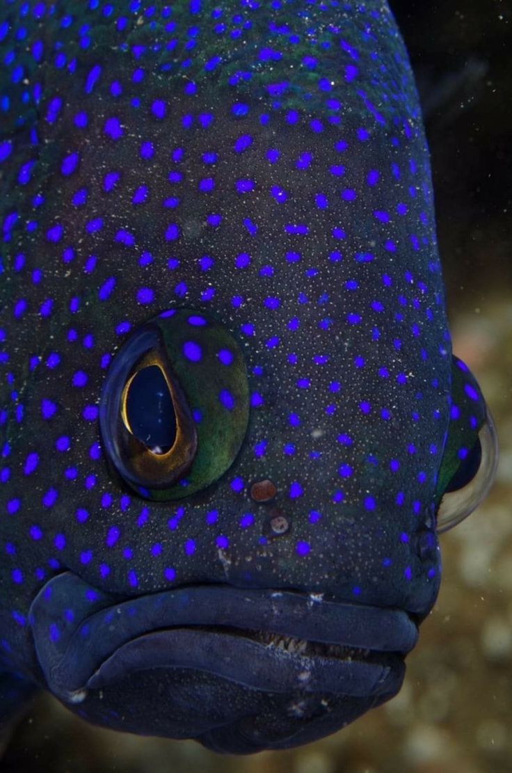 Blue Ocean tweet media