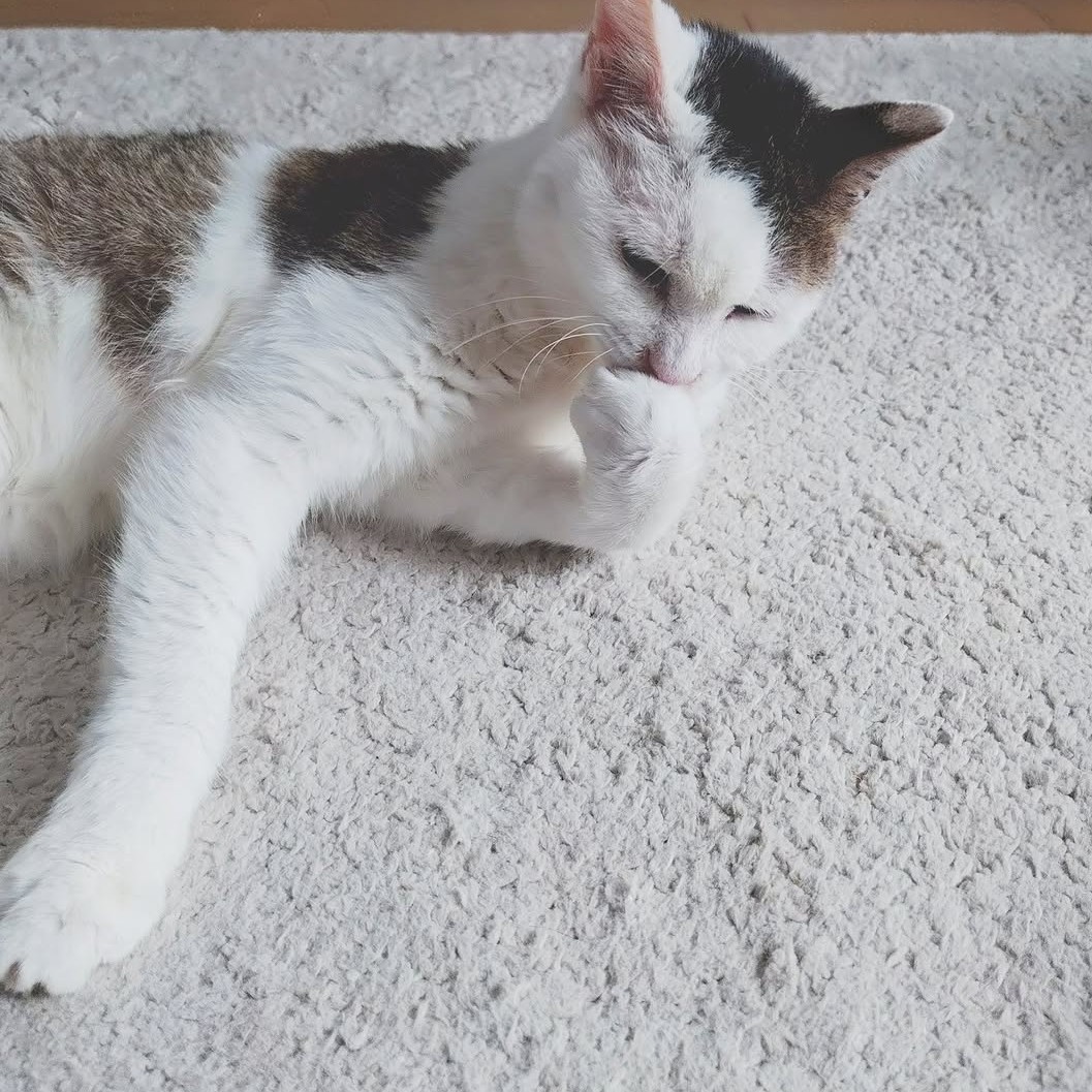 satoyuki tweet media