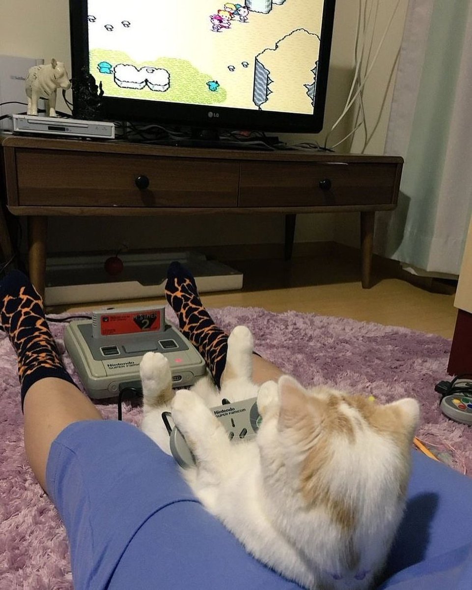 Punch Cat tweet media