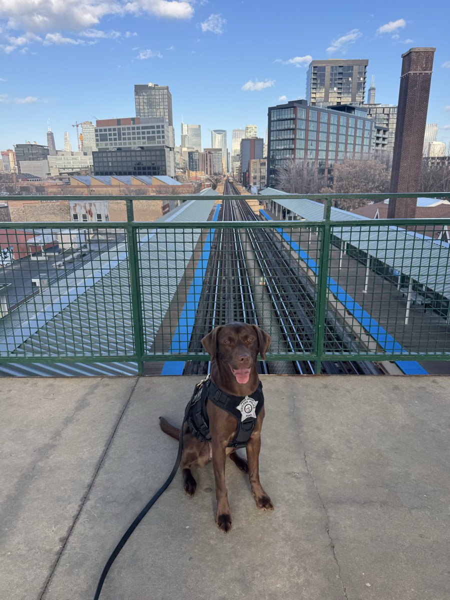 CPD_Transit tweet media