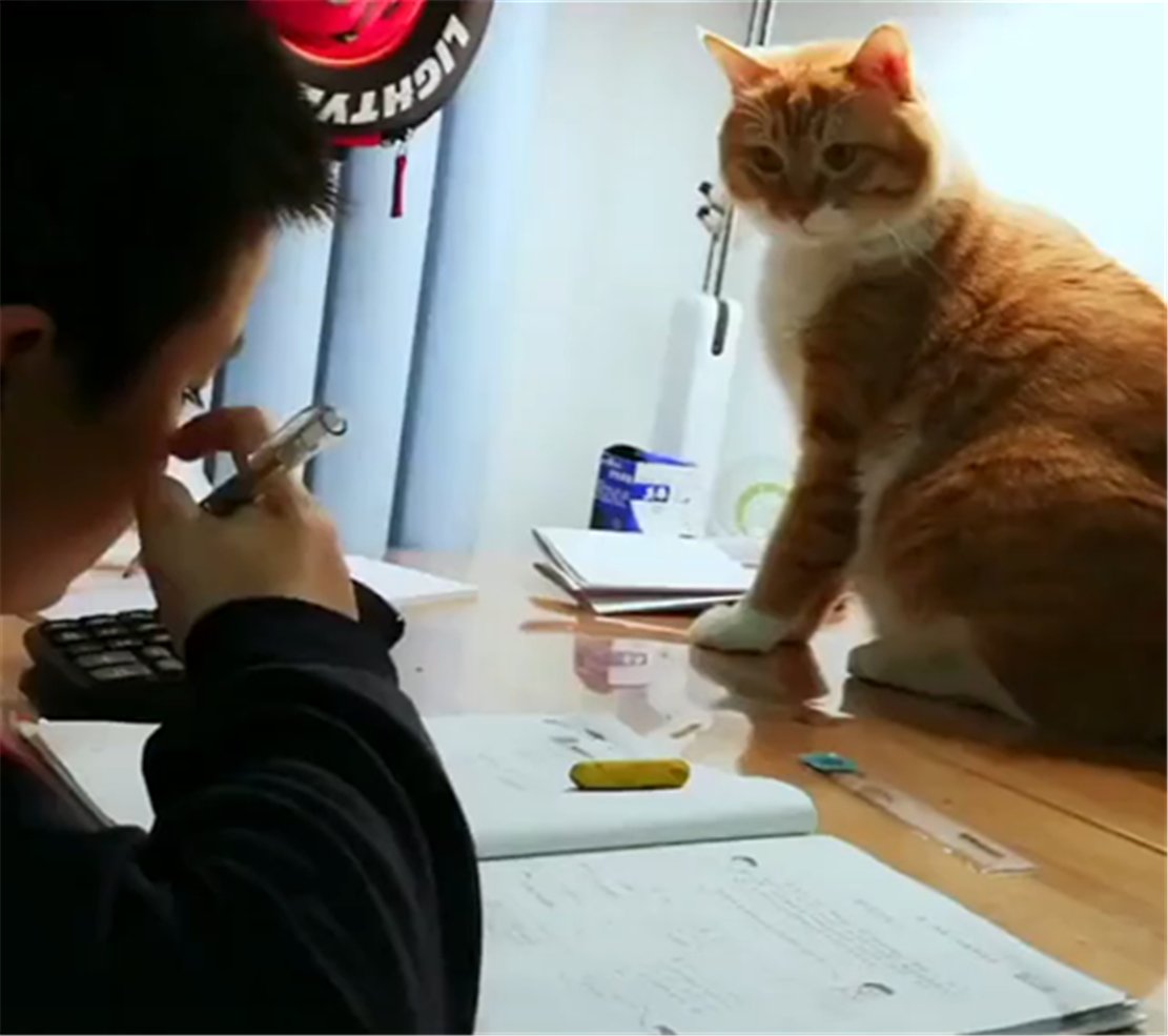 marcus valliant tweet media