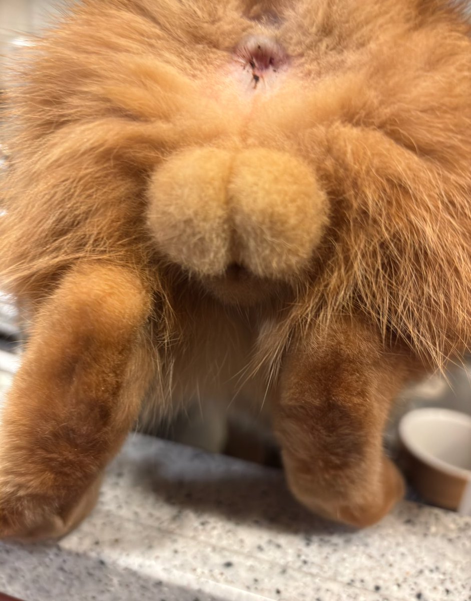 去勢前のです

#今日のω