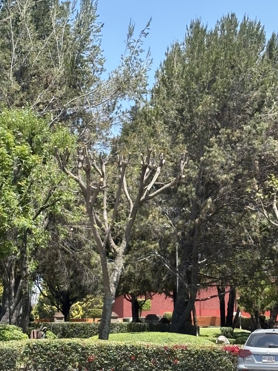 José Luis Escalera tweet media