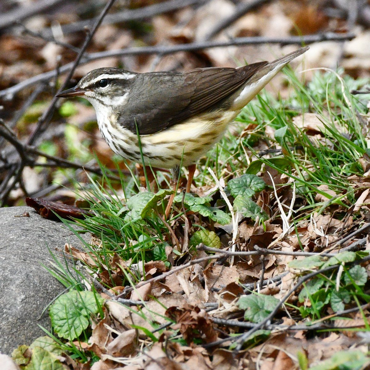 Sharon Ní Bhaoill tweet media