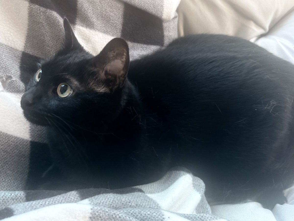 𝔞𝔫𝔤𝔢𝔩 ⟡.· tweet media