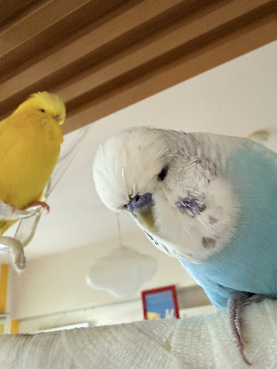 とりはこ@ようこ tweet media