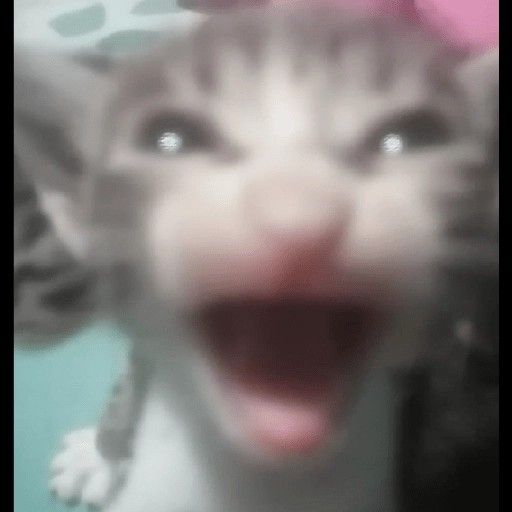 Feire :3🇲🇽 tweet media