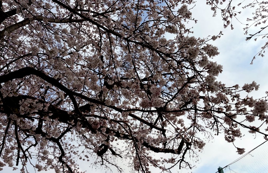 あおい tweet media