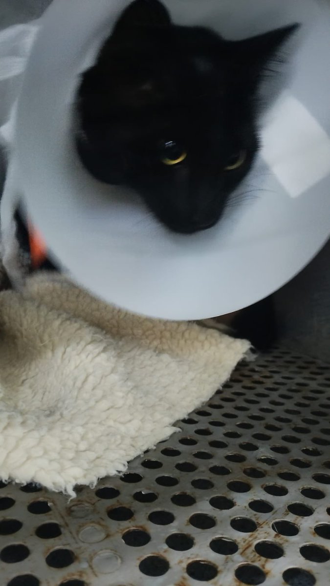 Oreowu 🎀🍒 EMERGENCY COMMISSIONS! tweet media