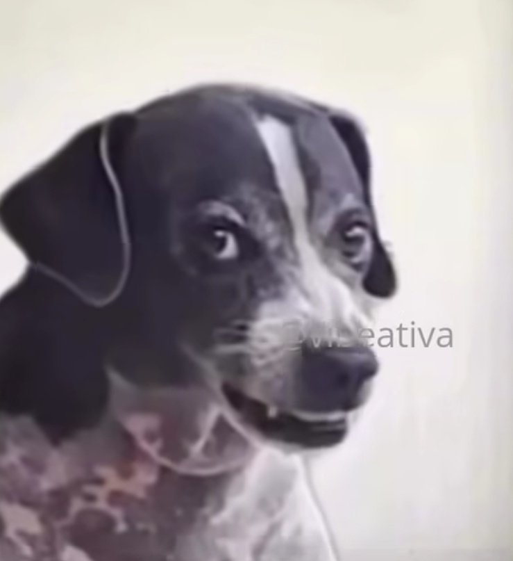 Camila Hammerschmidt tweet media