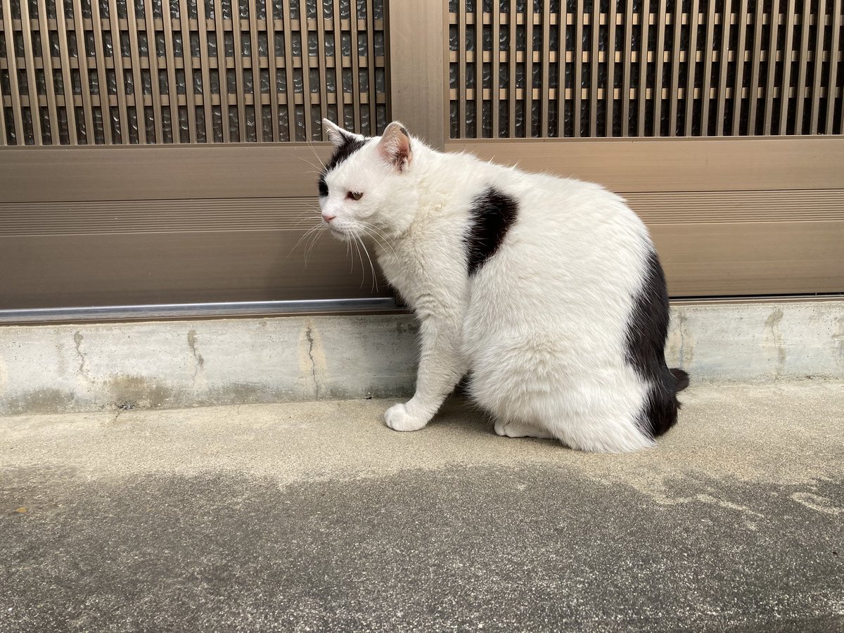 ミヤギCB46 tweet media