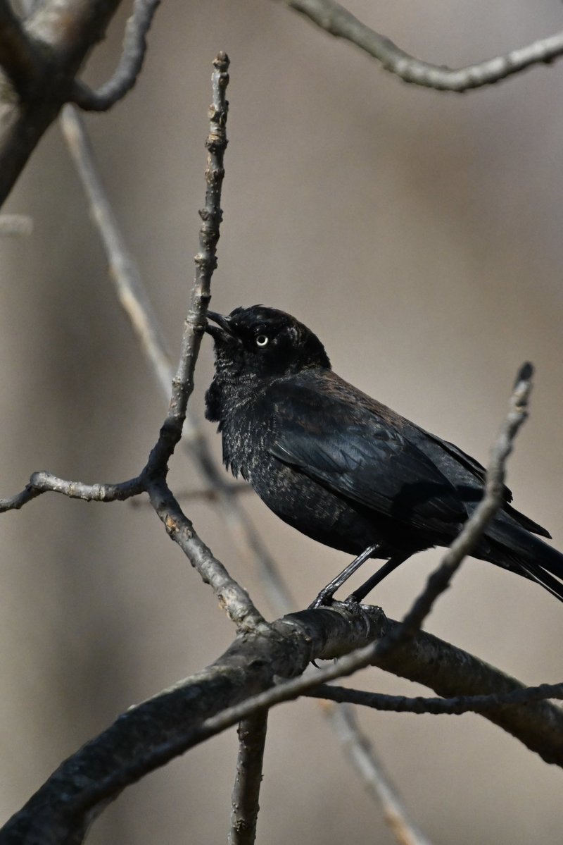 willie wagtail tweet media