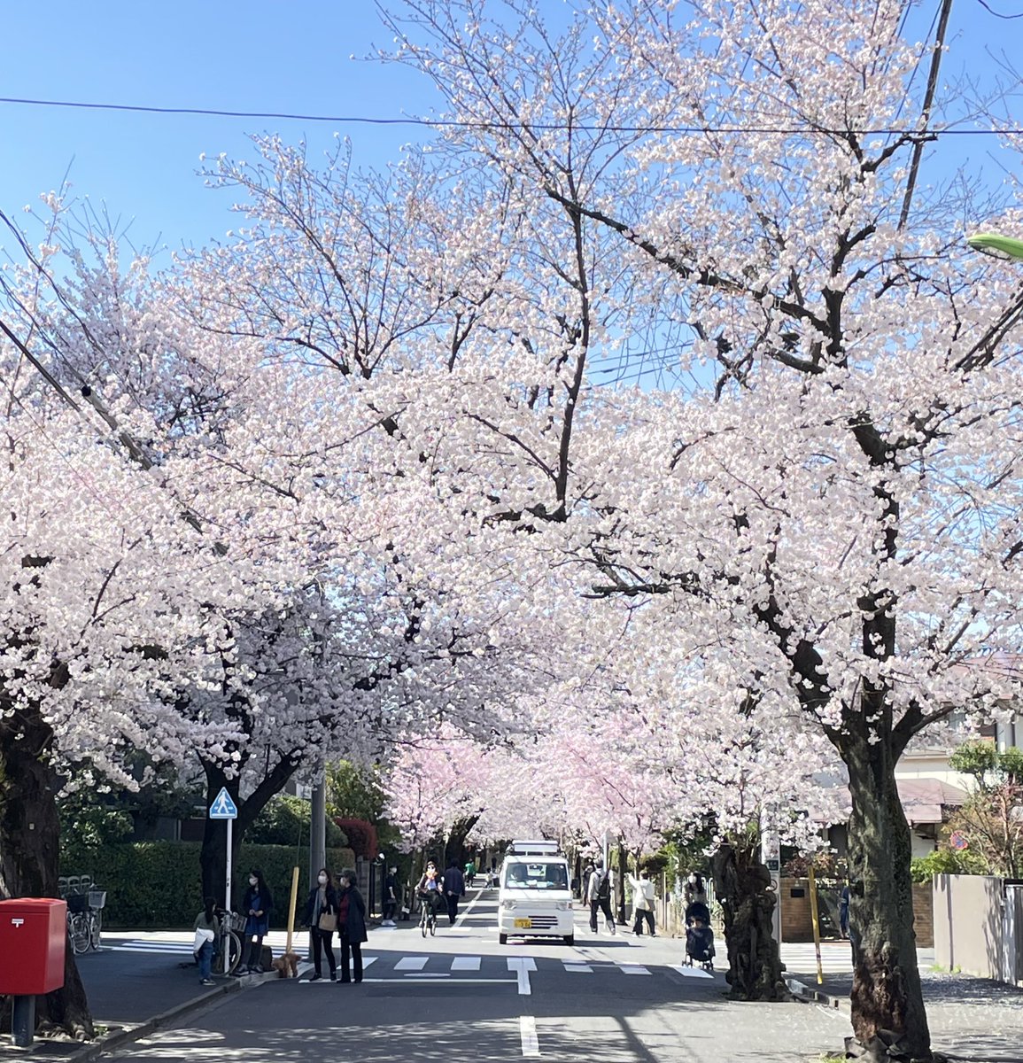 スープカリーカフェ猫天使 tweet media