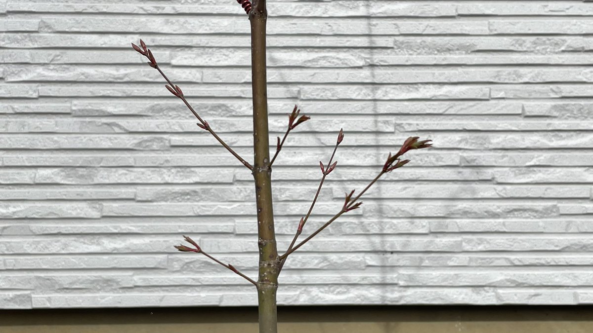 はかまる｜へっぽこ在宅ワーカー tweet media