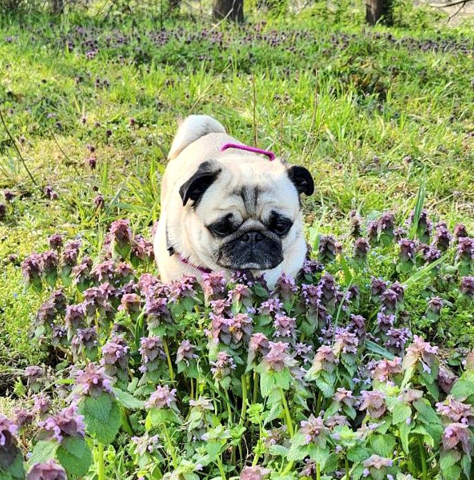 パグのぽんず tweet media