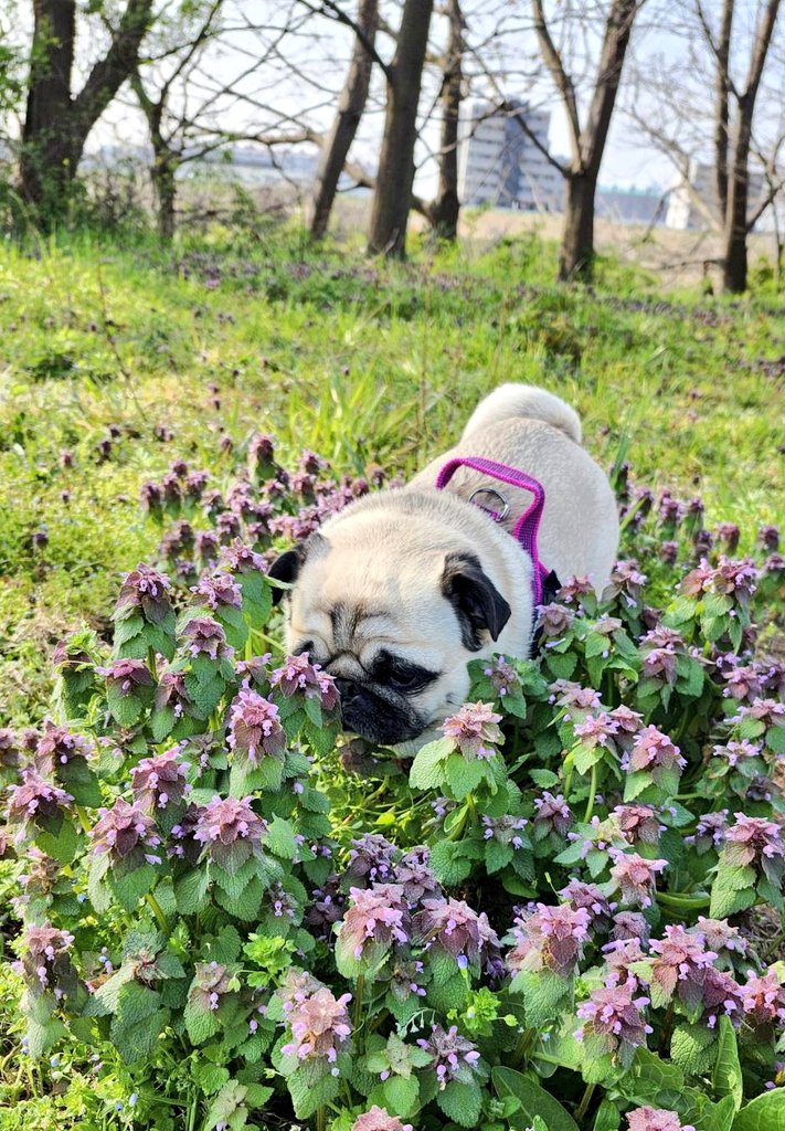 パグのぽんず tweet media