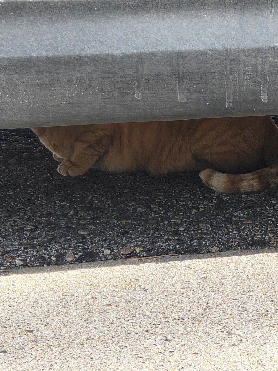 This pussy is hunting a turkey. Won't actually do shit tho.