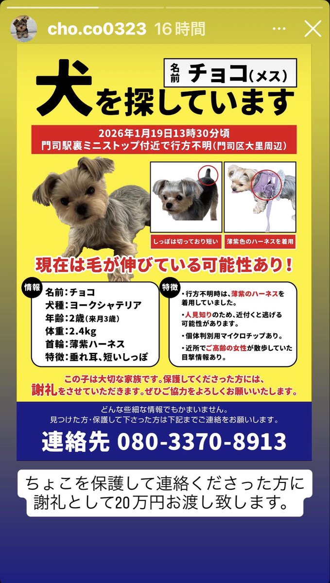 迷子犬ちょこちゃんを捜してます tweet media