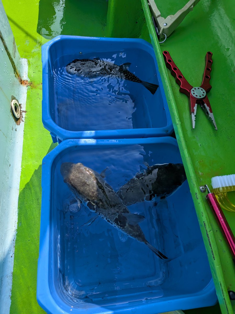 drapapa　フグ釣り爺 tweet media