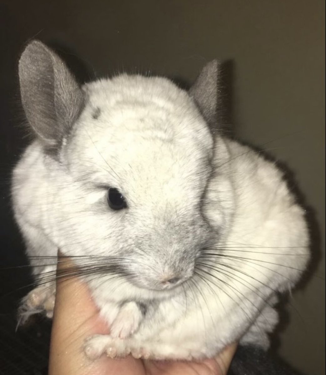 Roemello tweet media