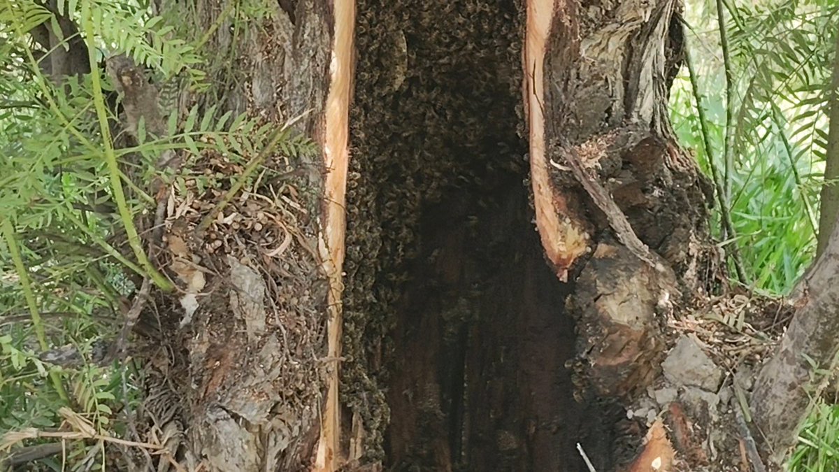 Edison Rentería tweet media