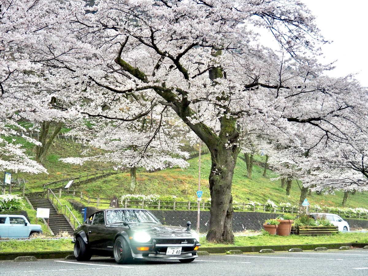 yasaimeijin0240's tweet image. 毎年この時期は津久井湖。🌸
おすすめの桜スポットです。🌸
#s30z #240z #津久井湖 #お花見スポット