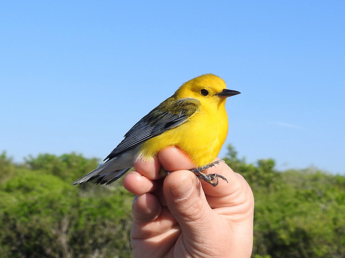 Smithsonian Migratory Bird Center tweet media